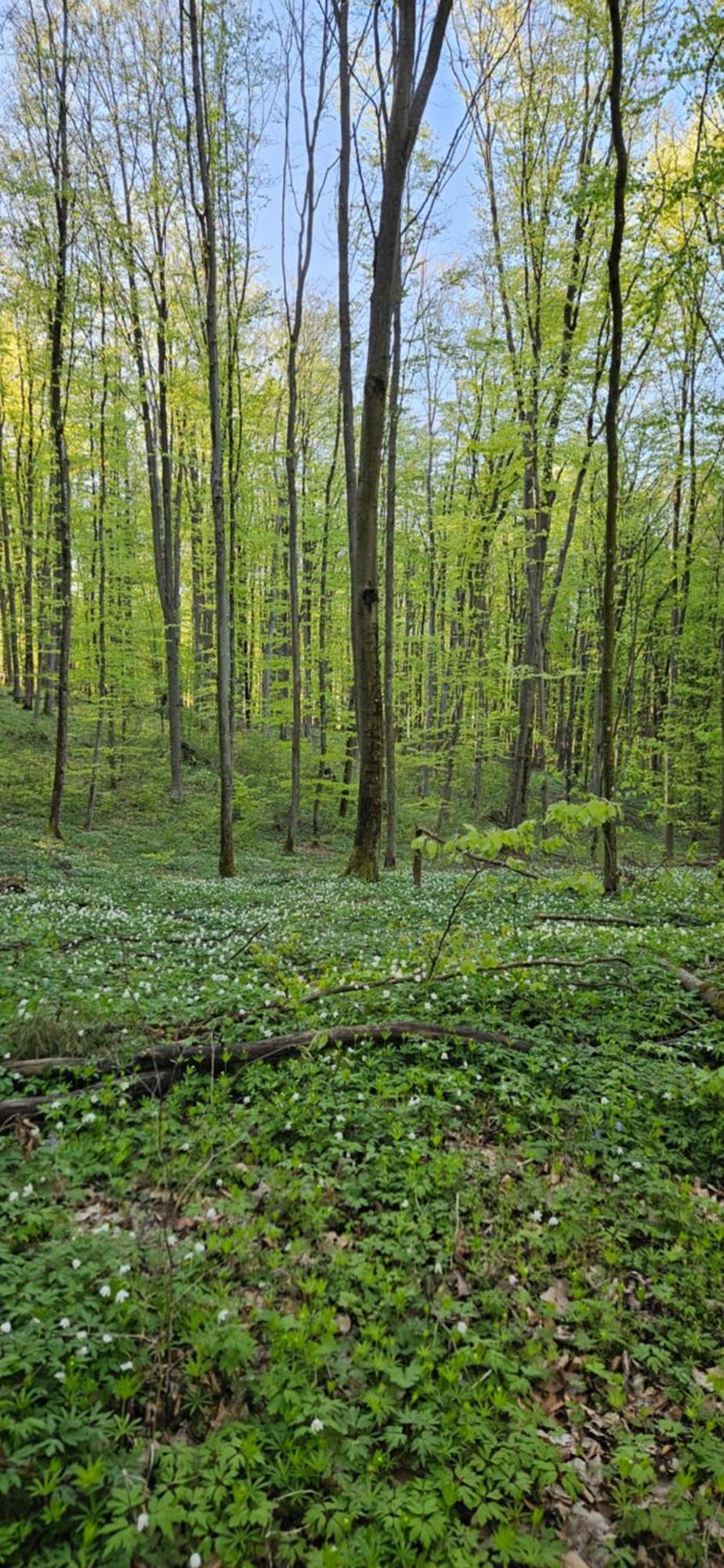 Domki W Zaciszu Ruś Exterior foto
